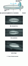 Figure 25 - Contact areas of a toroidal tire applied to a rotating glass plate