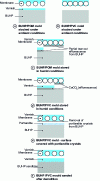 Figure 30 - Diagrams of the UHP/polyurea-based varnish interface after separation in different cases