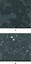 Figure 7 - SEM images of the surface of UHPC formworked with a PVC mold coated with specific release agents exacerbating the growth of portlandite crystals (hexagonal shape).