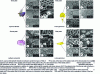 Figure 19 - Distribution of epidermis types along a proximo-distal axis within a single petal (after [16])