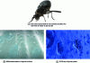 Figure 24 - Desert whitefly (after Sto, Germany)