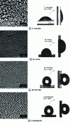 Figure 25 - SEM images of the wings of four cicada species (after [18])