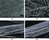 Figure 27 - SEM images of duck feathers showing structure at different scales (after [19])