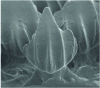 Figure 35 - SEM image of a perfect replica of a shark dermal denticle reproduced in PDMS (after [22]).