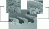 Figure 36 - SEM cross-section of synthetic shark skin after exposure to an aqueous medium (after [22])