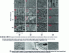 Figure 46 - SEM images of biomimetic structures on steel and images of corresponding real structures found in the Dysodius lunatus, Texas horned lizard (Phrynosoma cornutum), python regius snake and diamondback rattlesnake (after [29]).