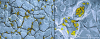 Figure 5 - Colonization of a surface by bacteria (from [5])