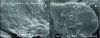 Figure 6 - Colonized steel surfaces – biofilms on cutting boards (from [5])