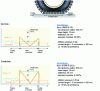 Figure 20 - Summary of deformation rates undergone by the vertex as it passes through the contact area