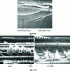 Figure 23 - Mode I and mode II interlaminar rupture facies (from [34])