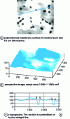 Figure 6 - Polycarbonate membrane visualized by AFM 