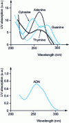 Figure 28 - Nucleotide absorption spectrum